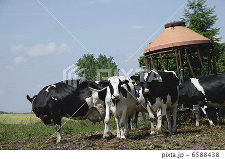 北海道・酪農・農業風景 6588438