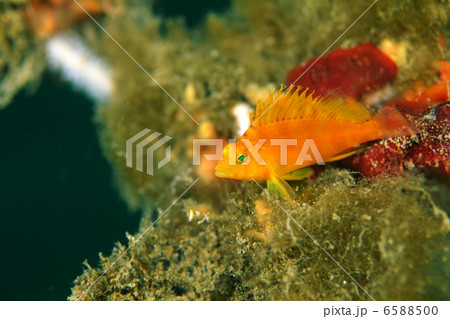 海と魚と珊瑚礁 6588500