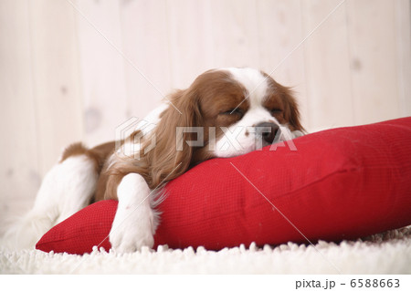 DOGS 生活編 6588663