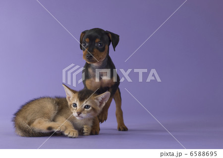 集まれ！子犬と子猫 6588695