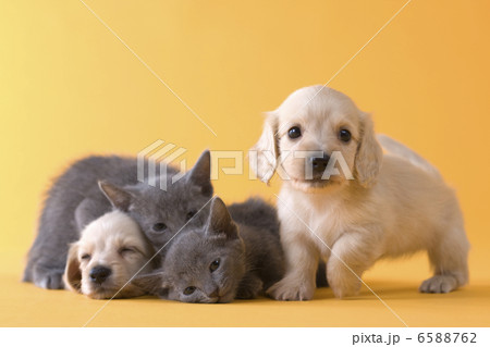 集まれ！子犬と子猫 6588762