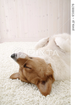 DOGS 生活編 6588876