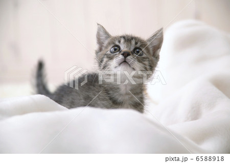 CATS CATS 6588918