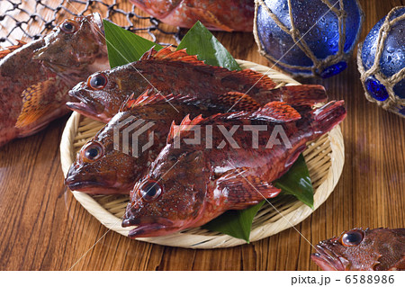 鮮魚百選２ 6588986