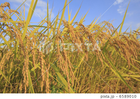 米作り 6589010