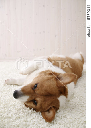 DOGS 生活編 6589011