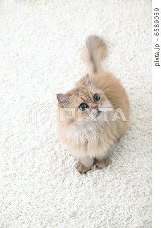 CATS CATS 6589039