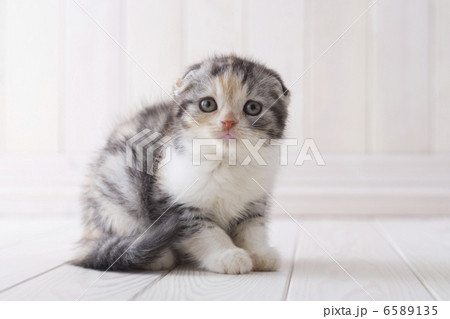 かわいい子猫 かわいい子猫 6589135