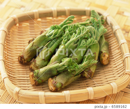 春の料理２ 6589162