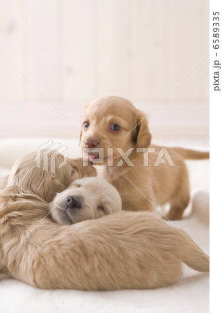 かわいい子犬 6589335