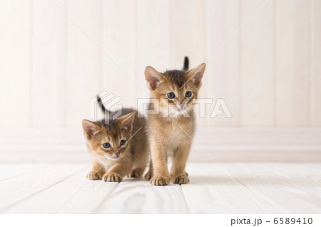 かわいい子猫 6589410