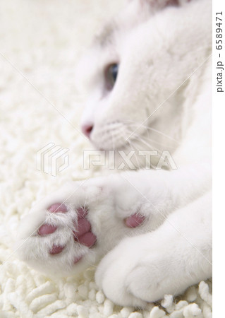 CATS 6589471