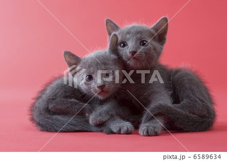 集まれ！子犬と子猫 6589634
