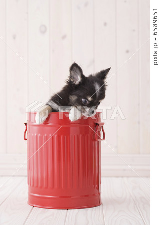 かわいい子犬 6589651