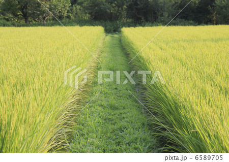 米作り 6589705