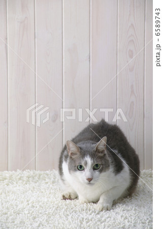 CATS CATS 6589743