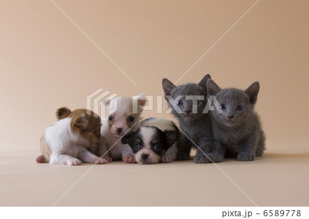 集まれ！子犬と子猫 6589778