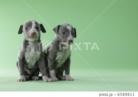 集まれ！子犬と子猫 6589811