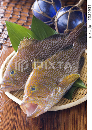 鮮魚百選2 鮮魚百選2 6589955