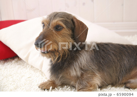 DOGS 生活編 6590094