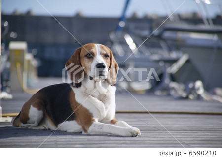 DOGS 生活編 6590210