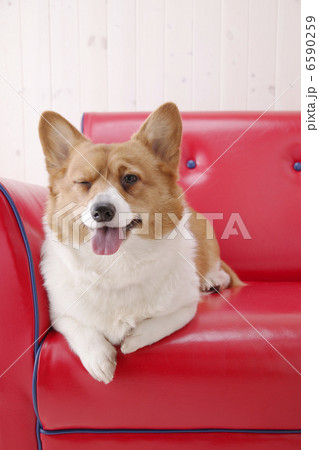 DOGS 生活編 6590259