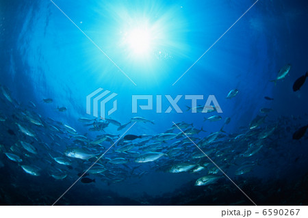 海中世界 6590267