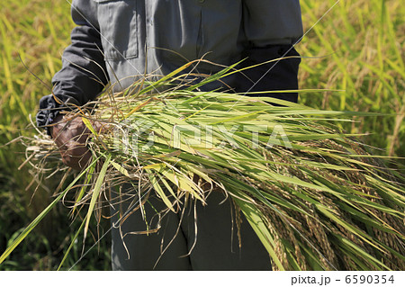 米作り 6590354