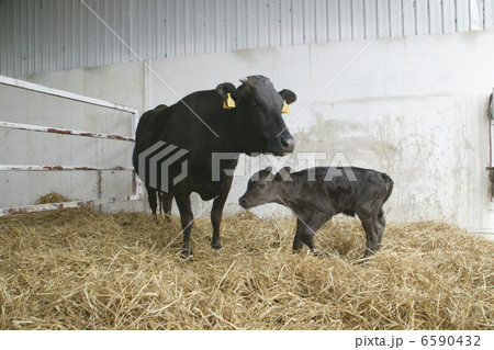 北海道・酪農・農業風景 6590432