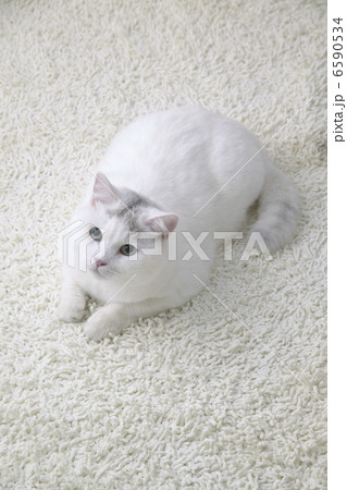 CATS 6590534