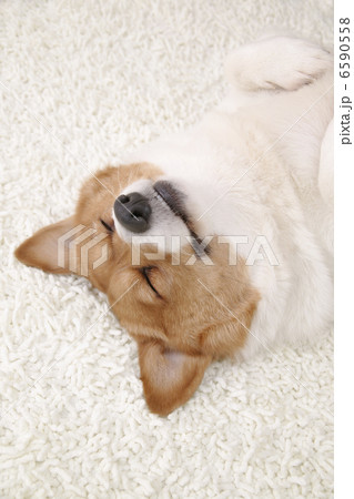 DOGS 生活編 6590558