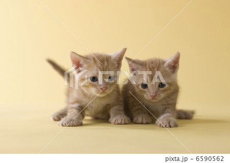 集まれ!子犬と子猫 集まれ!子犬と子猫 6590562