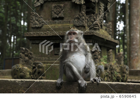 バリ島とインドネシア バリ島とインドネシア 6590645