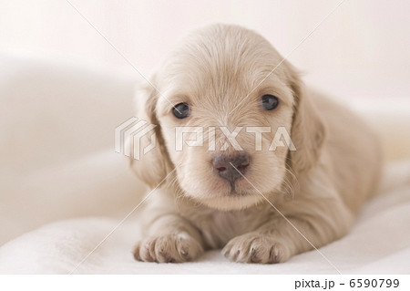 かわいい子犬 6590799
