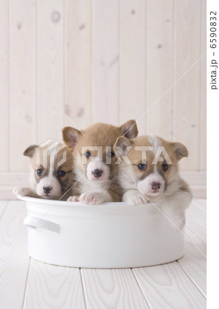 かわいい子犬 かわいい子犬 6590832