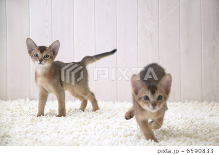CATS 6590833