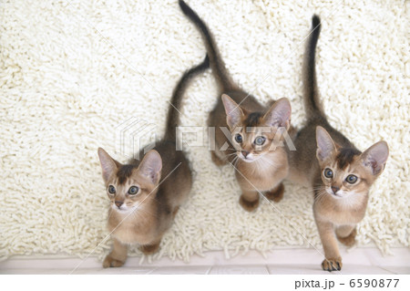 CATS 6590877