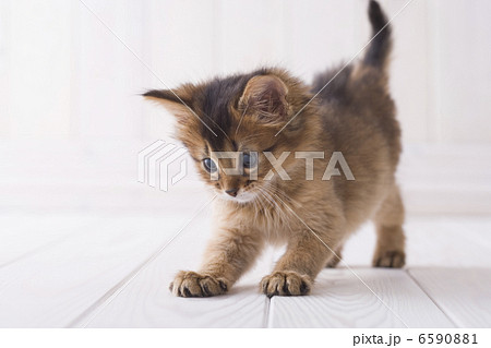 かわいい子猫 6590881