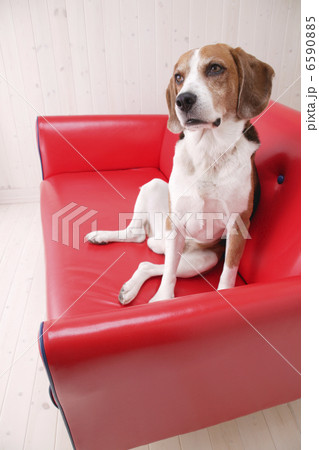 DOGS 生活編 6590885