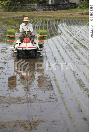 米作り 米作り 6590894