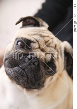 DOGS 生活編 6590914