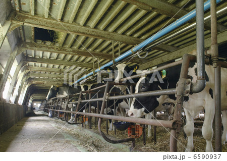 北海道・酪農・農業風景 6590937
