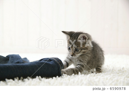 CATS 6590978