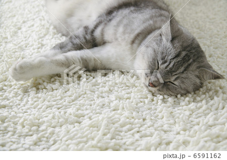 CATS CATS 6591162