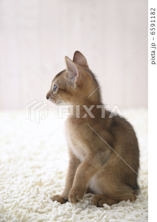 CATS 6591182