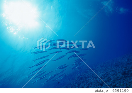 海中世界 海中世界 6591190