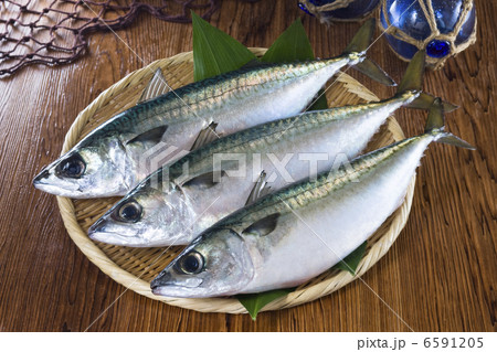 鮮魚百選２ 6591205