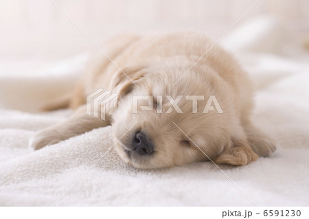 かわいい子犬 6591230