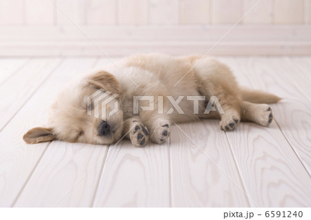 かわいい子犬 6591240