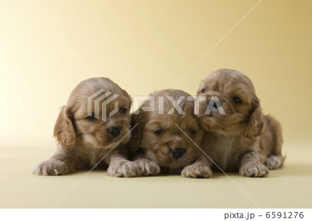 集まれ！子犬と子猫 6591276